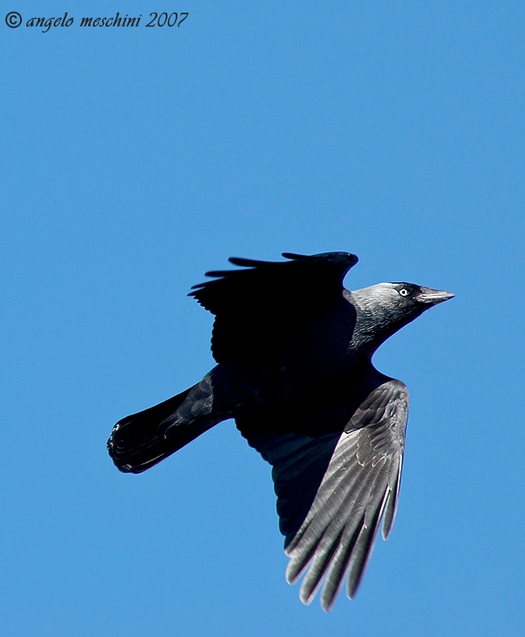 Taccola Corvus monedula. i Pensieri......